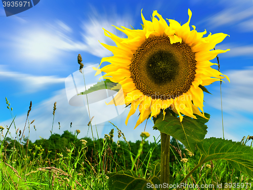 Image of Sunflower