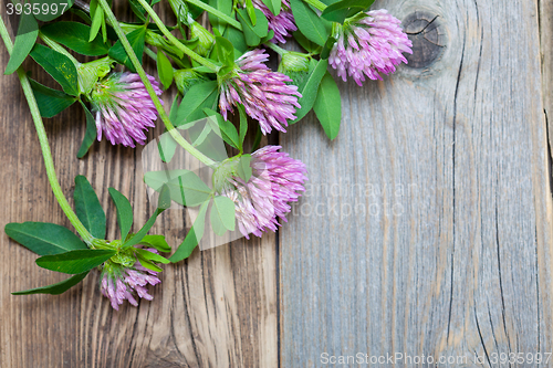 Image of clover blossoms