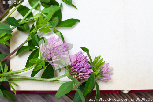 Image of clover blossoms. close up