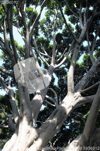 Image of Old Fig Tree