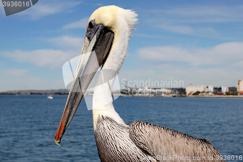 Image of San Diego Pelican