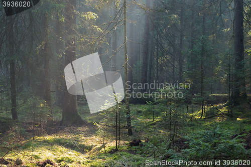 Image of Sunbeam entering old coniferous stand of Bialowieza Forest