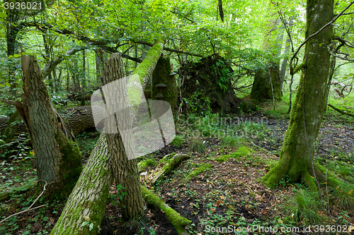 Image of Old oak trees broken lying