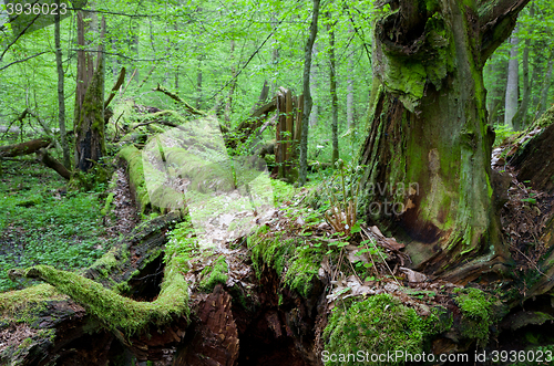 Image of Dead broken trees moss wrapped