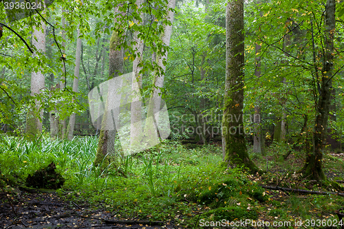 Image of Alder-carr deciduous stand in rain