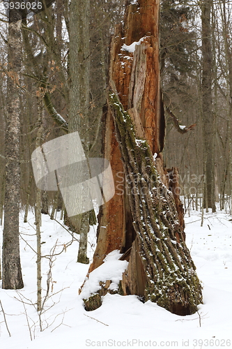 Image of Stump in winter forest