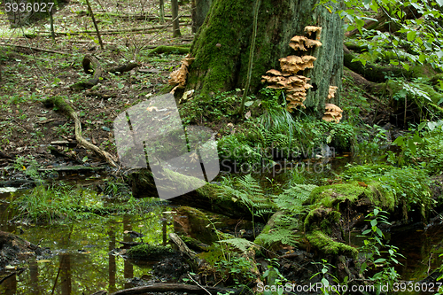 Image of Sulphur Shelf fungi