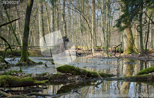 Image of Springtime morning in wetland forest