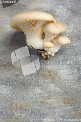 Image of Young oyster mushrooms cluster