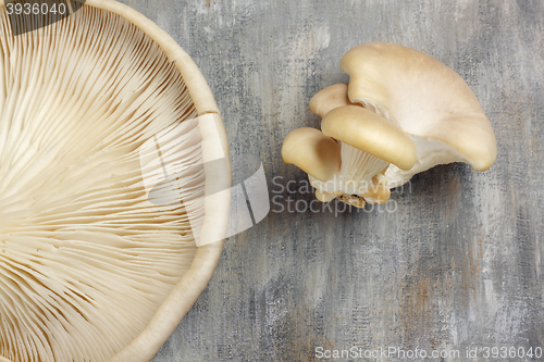 Image of Oyster mushrooms