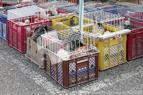 Image of Poultry Market