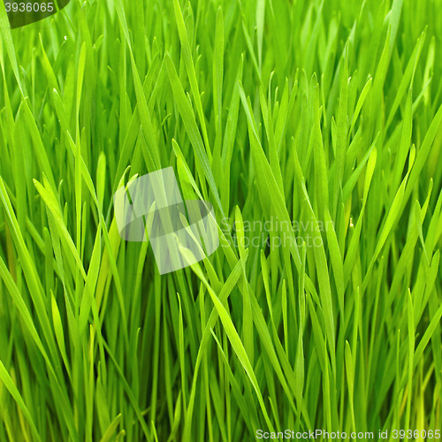 Image of Wheat Grass