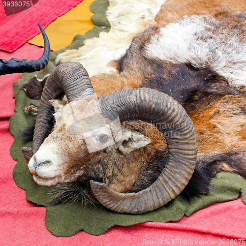 Image of Ram Trophy