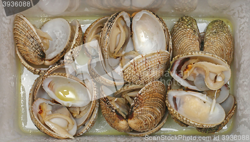 Image of Clams