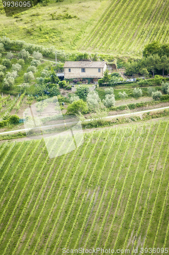 Image of lonely house vine and olive trees