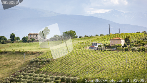 Image of houses vine and olive trees