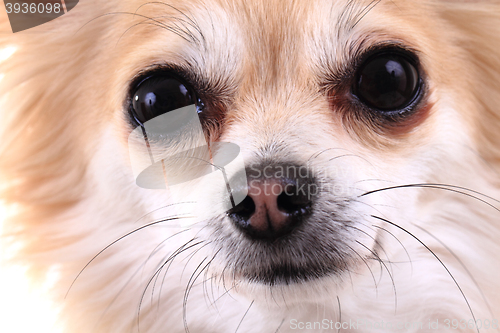 Image of head of sweet chihuahua