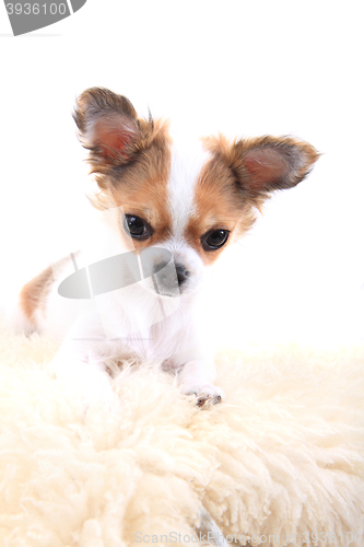 Image of chihuahua is resting 
