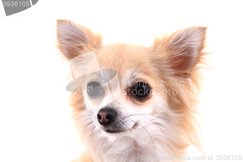 Image of head of sweet chihuahua