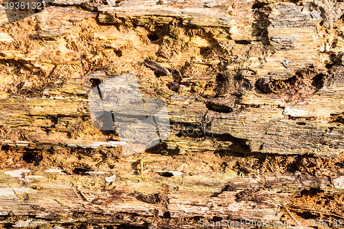 Image of Old bark detail