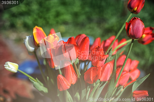 Image of bunch of red tulips 