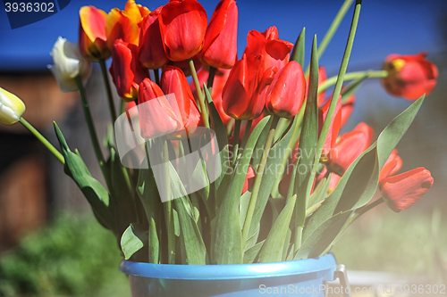 Image of bunch of red tulips 