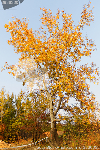 Image of Autumn tree