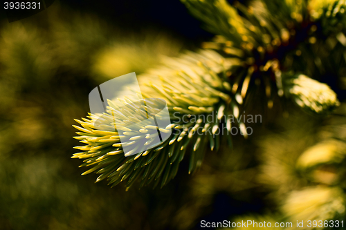 Image of Green pine