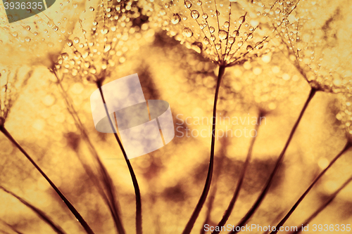 Image of Plant seeds with water drops