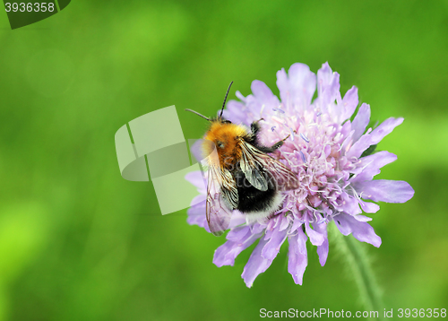 Image of Bumblebee on Field Scabious