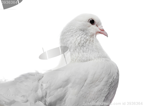 Image of Beautiful White Pigeon