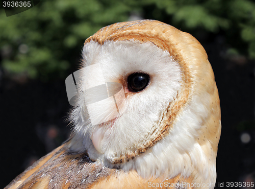 Image of Small Barn Owl