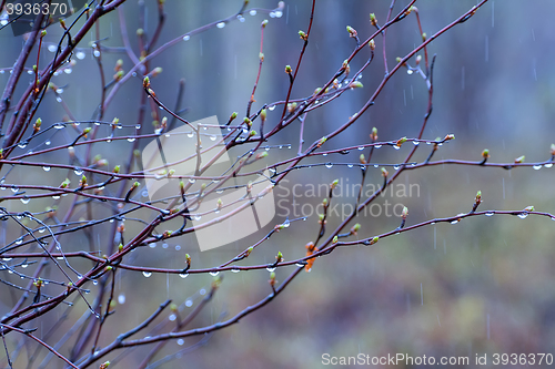 Image of Fringe of  rain drops and mist on  green branches of  tree