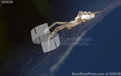 Image of Spider