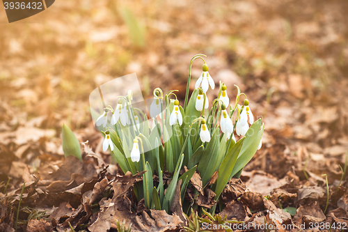 Image of spring snowdrop flowers in the forest with copyspace