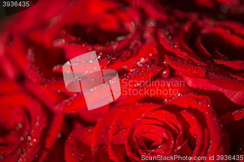 Image of Macro photo of a rose with water droplets