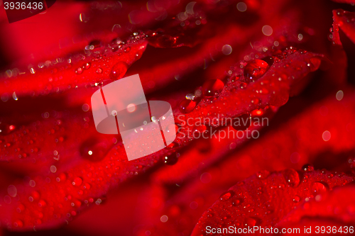 Image of Macro photo of a rose with water droplets