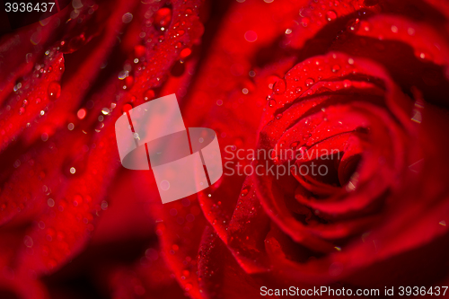 Image of Macro photo of a rose with water droplets