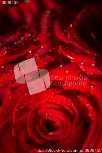 Image of Macro photo of a rose with water droplets