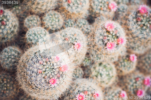 Image of  group of blossom cactuses in garden