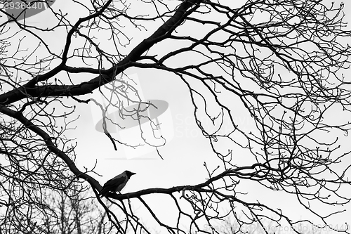 Image of Crows  on tree branches. Black and white