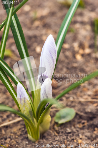 Image of purple crocuses in spring day, side view