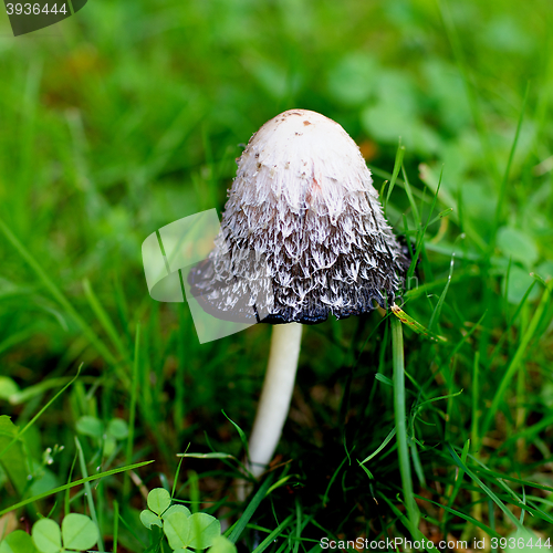 Image of Black and White Non-edible Mushroom