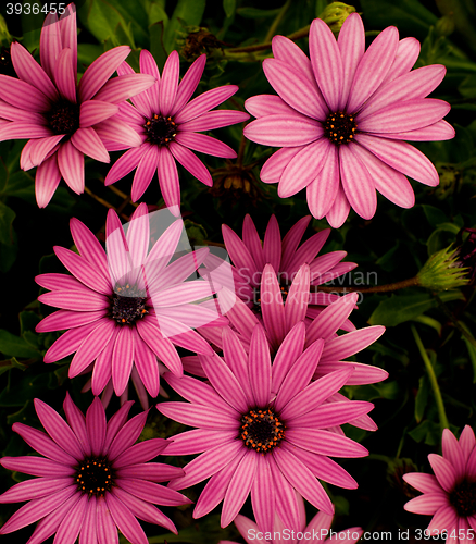 Image of Garden Daisy Flowers