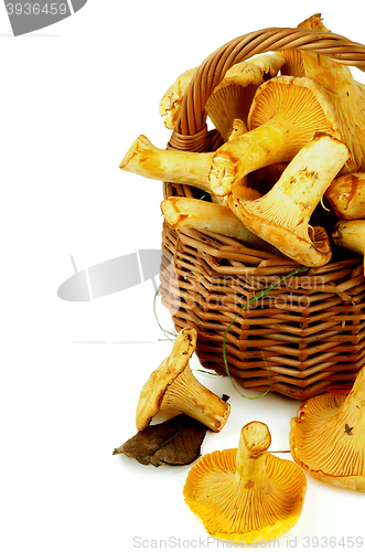 Image of Perfect Raw Chanterelles