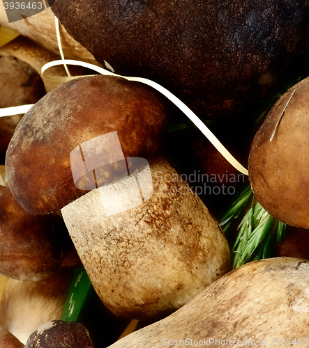Image of Background of Porcini Mushrooms 