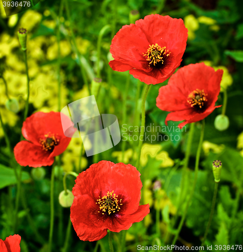 Image of Big Red Poppies