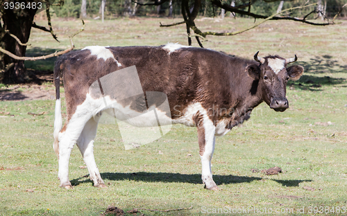 Image of Black and white cow standing