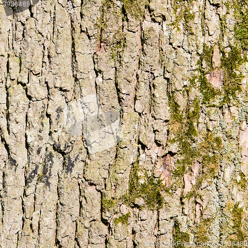 Image of Huge oak bark as background
