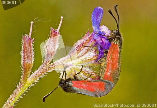 Image of Butterflies